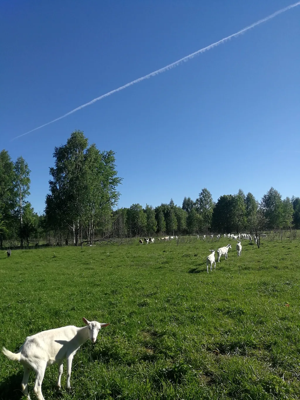 натуральное цельное козье молоко в Твери и Тверской области