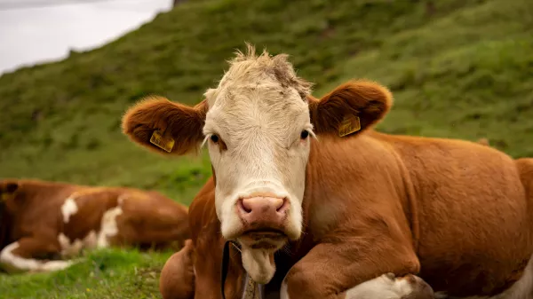 «Рейвен Раша Проперти Эдвайзорз» планирует построить молочную ферму на 3,6 тысячи голов