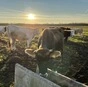молоко с частной фермы (Айширы/Джерси) в Твери и Тверской области 8
